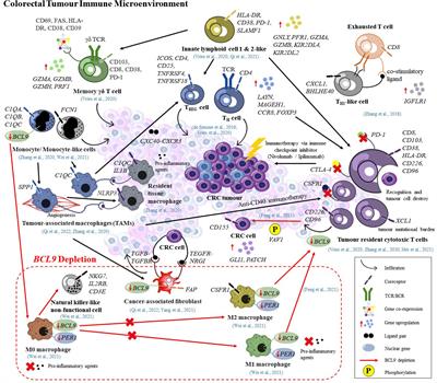 Frontiers | Deciphering Colorectal Cancer Immune Microenvironment ...